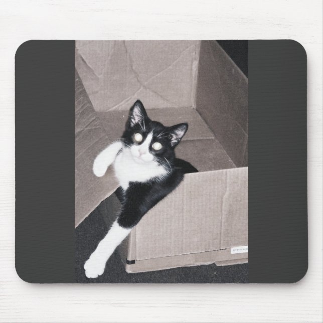 nekoo musmatta (Framsidan)