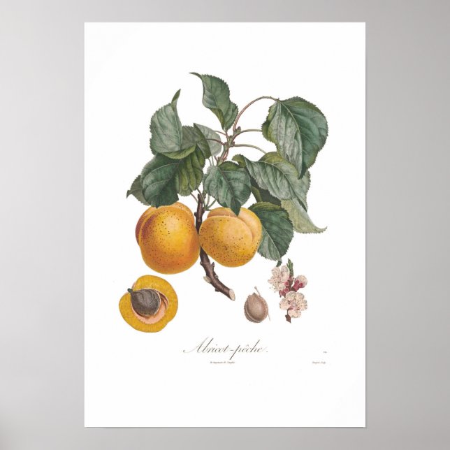 Nektarin Poster (Framsidan)