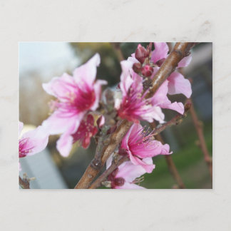 Nektarinblommor Postkort Vykort