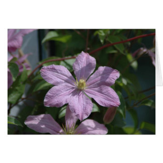 Nelly Moser Clematis 2009 OBS Kort