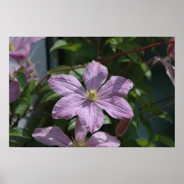 Nelly Moser Clematis 2009 Poster (Framsidan)