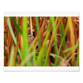 Nelsons Sparrow Peeking through Cattails Fototryck