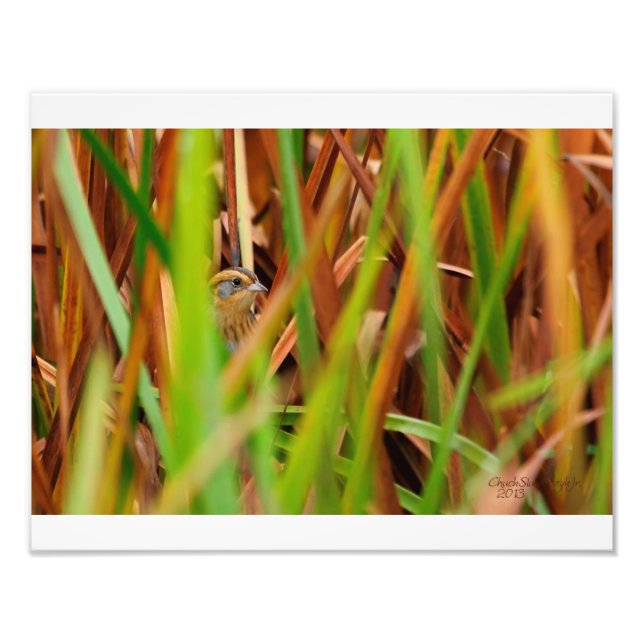 Nelsons Sparrow Peeking through Cattails Fototryck (Framsidan)
