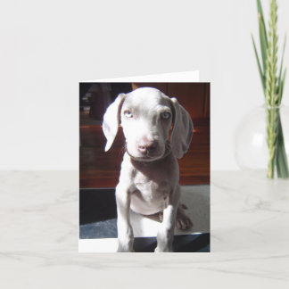 NelsonTheDog Kort