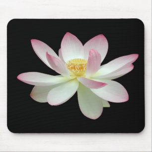 Nelumbo nucifera musmatta