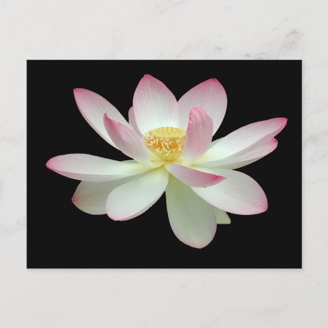 Nelumbo nucifera vykort (Framsida)