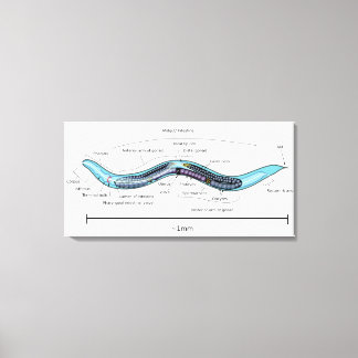 Nematod hermafrodit Caenorhabditis elegans Canvastryck