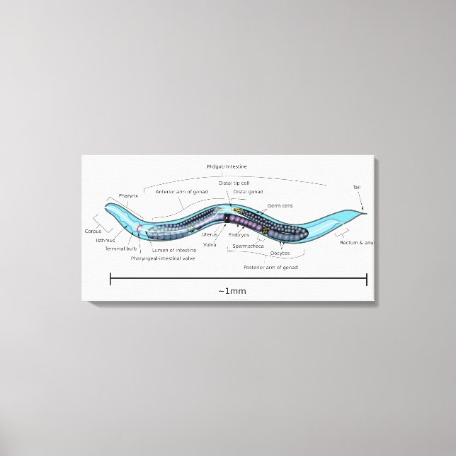 Nematod hermafrodit Caenorhabditis elegans Canvastryck (Framsida)