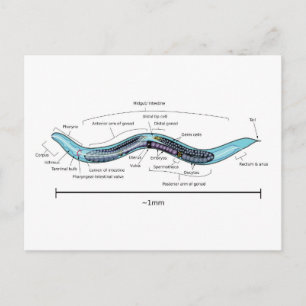 Nematod hermafrodit Caenorhabditis elegans  Vykort
