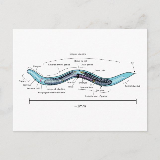 Nematod hermafrodit Caenorhabditis elegans  Vykort (Framsida)