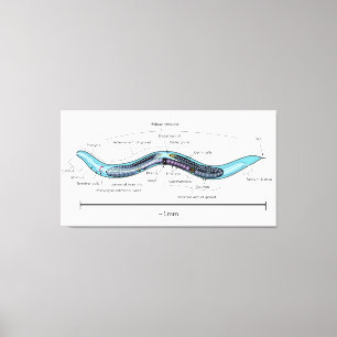 Nematode hermaphrodite Caenorhabditis elegans Canvastryck