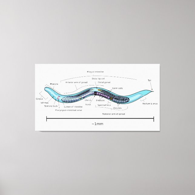 Nematode hermaphrodite Caenorhabditis elegans Canvastryck (Framsida)
