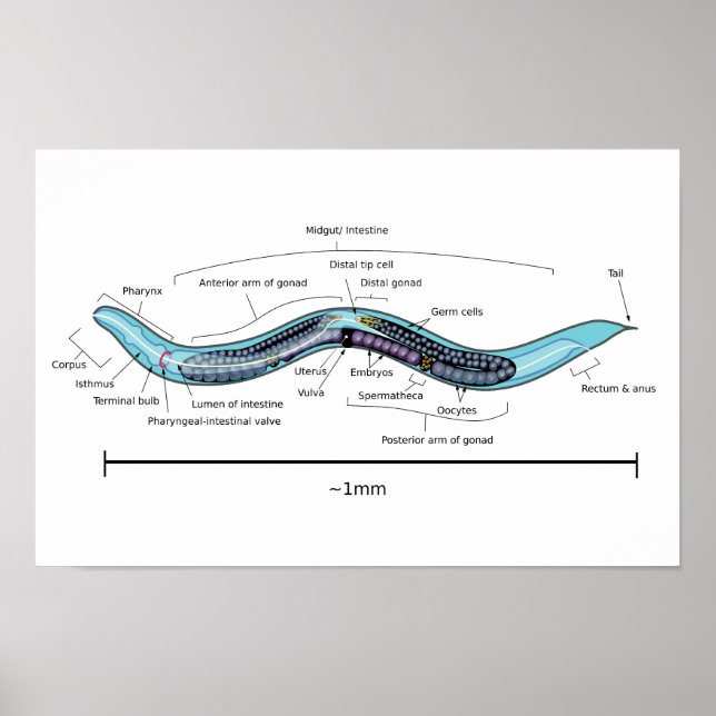 Nematode hermaphrodite Caenorhabditis elegans Poster (Framsidan)