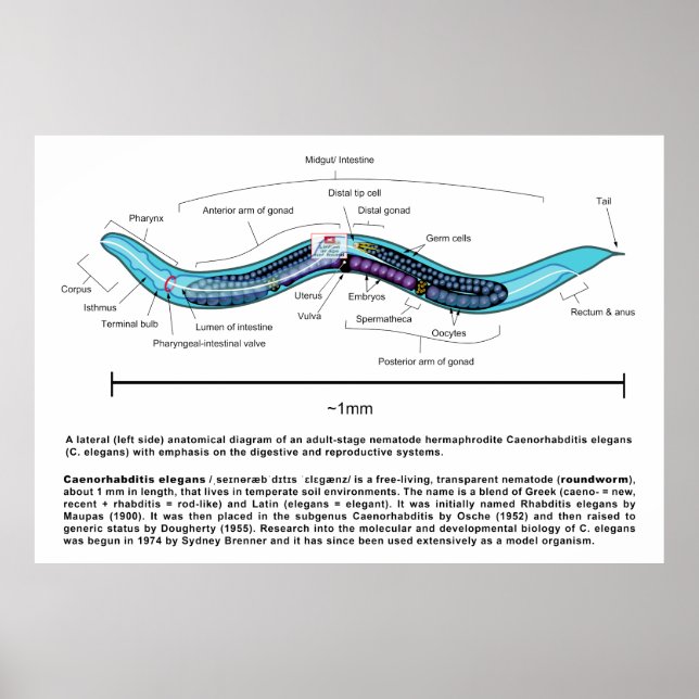Nematode Roundworm Caenorhabditis Elegans Diagram Poster (Framsidan)