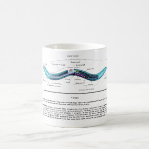 NematodeRoundwormCaenorhabditis Elegans diagram Kaffemugg