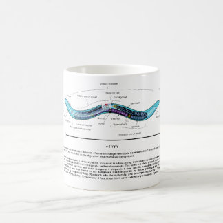 NematodeRoundwormCaenorhabditis Elegans diagram Kaffemugg