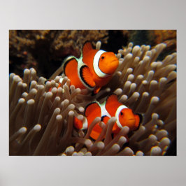 Nemo Clown Fish Skriv ut Poster