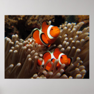 Nemo Clown Fish Skriv ut Poster