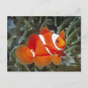 nemo-fisk vykort