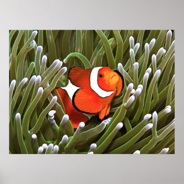 Nemo Poster (Framsidan)