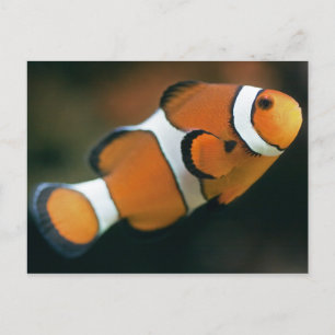 Nemo-vykort Vykort