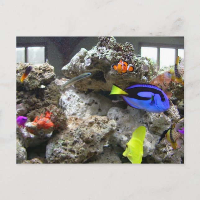 Nemo with Hans Gang Vykort (Framsida)