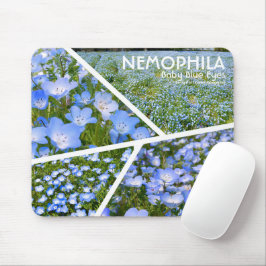 NEMOPHILA(Baby Blue Eyes) Musmatta