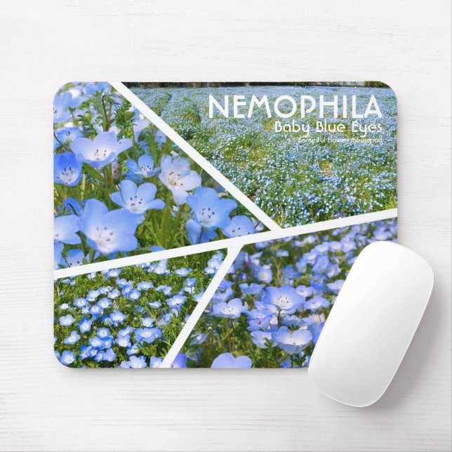 NEMOPHILA（Baby Blue Eyes） Musmatta (Med mus)