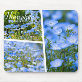NEMOPHILA(Baby Blue Eyes) Musmatta