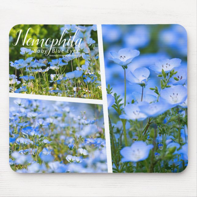 NEMOPHILA（Baby Blue Eyes） Musmatta (Framsidan)