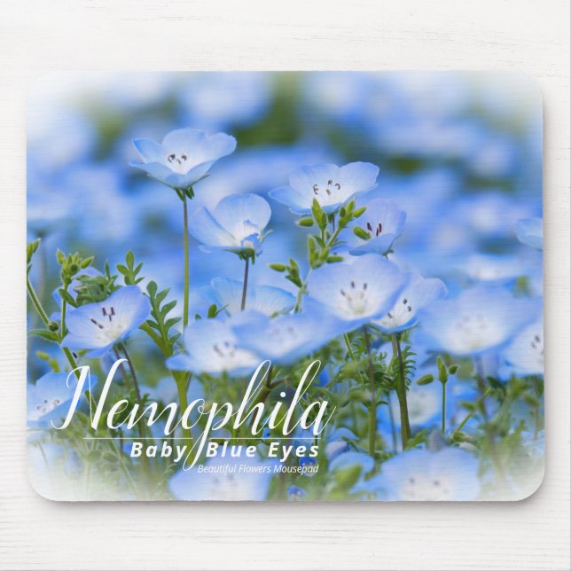 NEMOPHILA（Baby Blue Eyes） Musmatta (Framsidan)