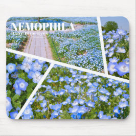 NEMOPHILA(Baby Blue Eyes) Musmatta