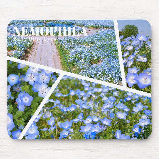 NEMOPHILA（Baby Blue Eyes） Musmatta (Framsidan)