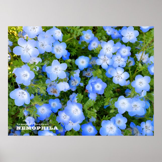 NEMOPHILA（Baby Blue Eyes） Poster (Framsidan)