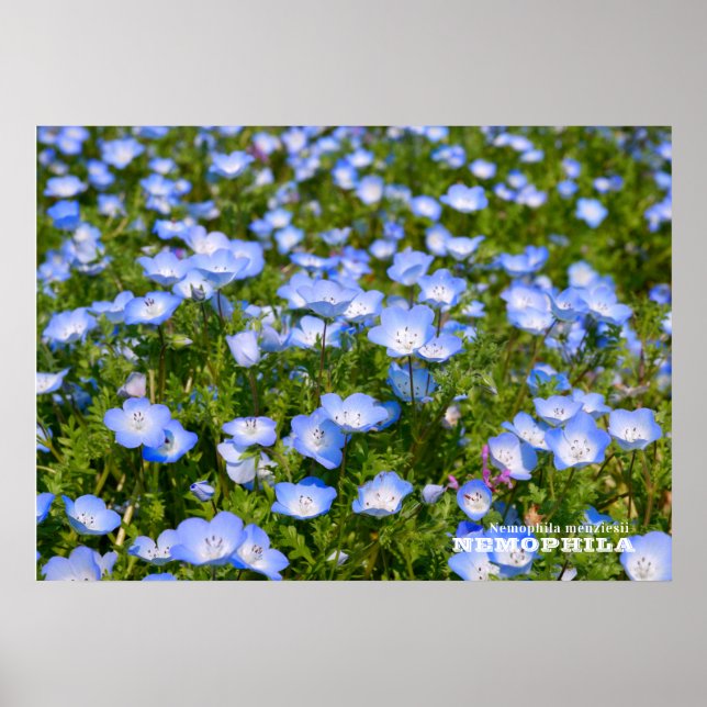 NEMOPHILA（Baby Blue Eyes） Poster (Framsidan)