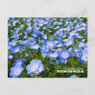 NEMOPHILA(Baby Blue Eyes) Vykort