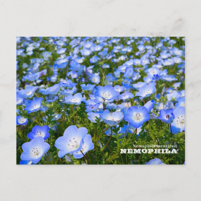 NEMOPHILA（Baby Blue Eyes） Vykort (Framsida)