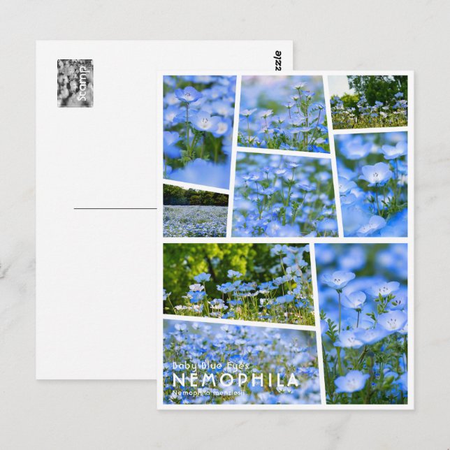 NEMOPHILA（Baby Blue Eyes） Vykort (Fram/baksida)