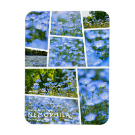 NEMOPHILA (Baby blue Ögon) Magnet