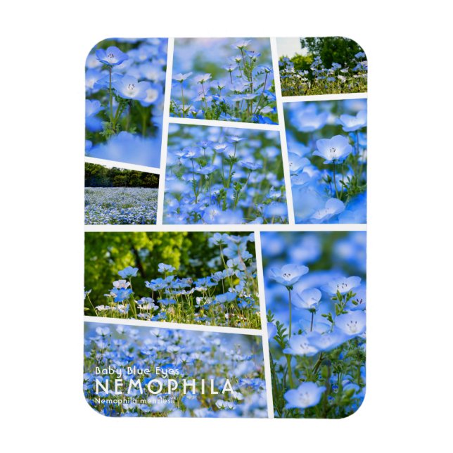 NEMOPHILA (Baby blue Ögon) Magnet (Vertikal)