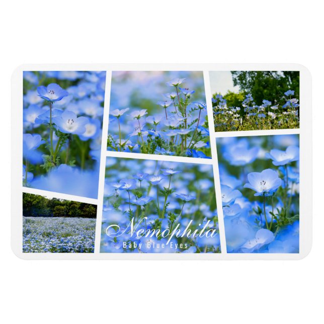 NEMOPHILA (Baby blue Ögon) Magnet (Horisontell)