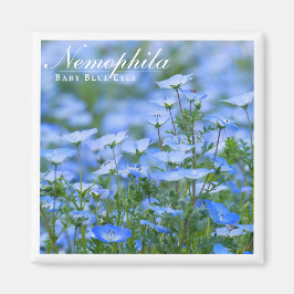 NEMOPHILA (Baby blue Ögon) Magnet