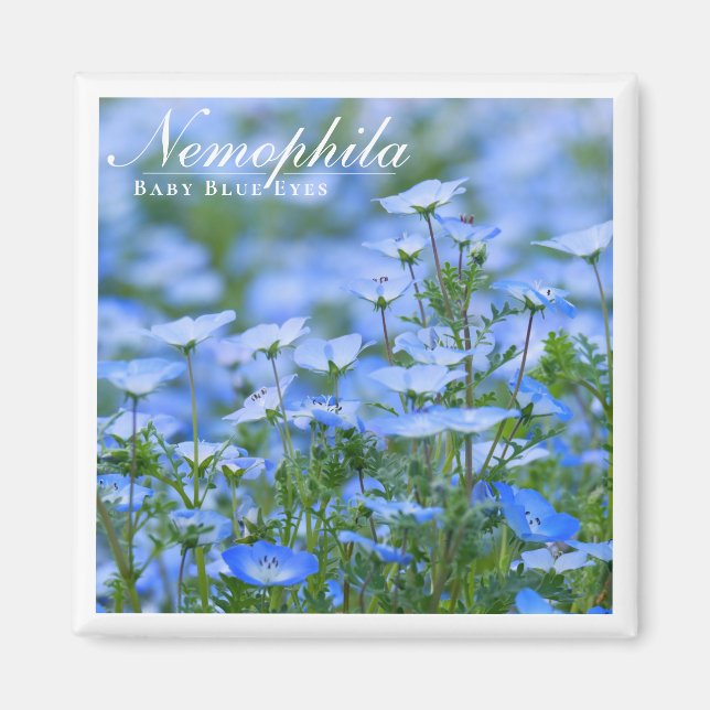 NEMOPHILA (Baby blue Ögon) Magnet (Framsidan)