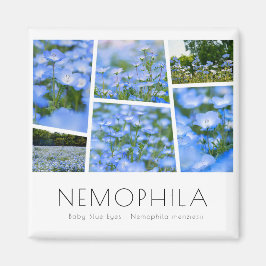 NEMOPHILA (Baby blue Ögon) Magnet