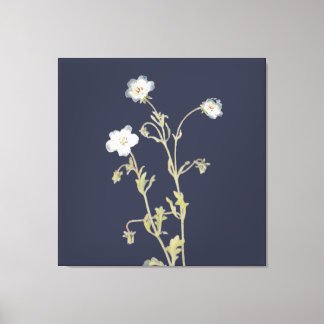Nemophila-blommor Canvastryck