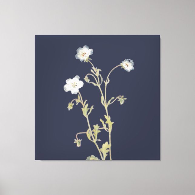 Nemophila-blommor Canvastryck (Framsida)