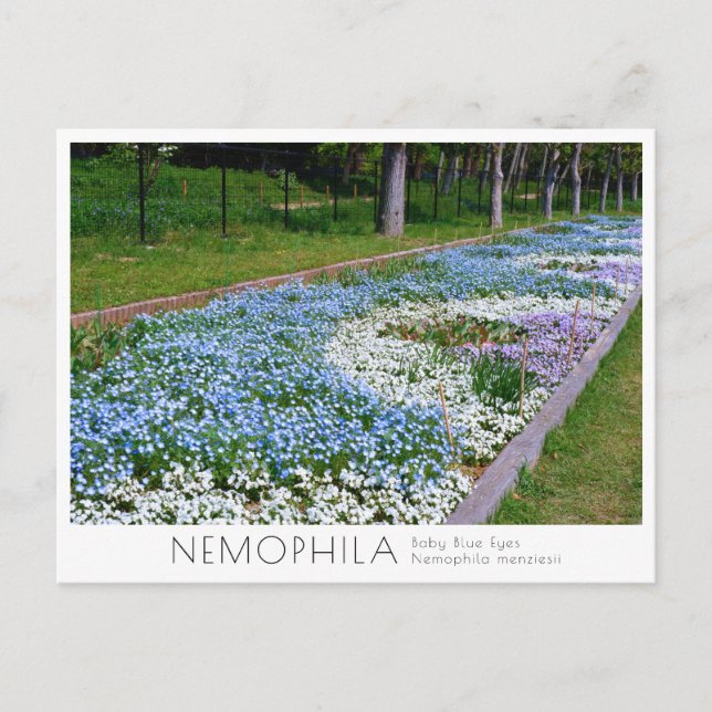 Nemophila Flower Bed Vykort (Framsida)