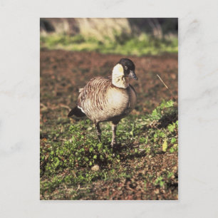 Nene Goose (Hawaiiansk gås) Vykort