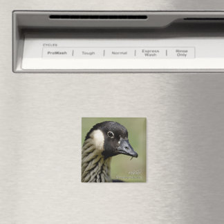 Nene Hawaiiansk Gås Magnet
