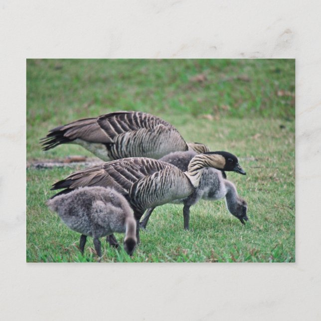 Nene Vykort (Framsida)